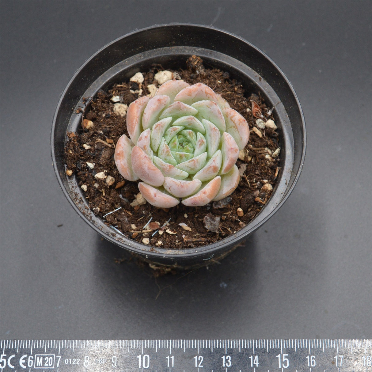 Echeveria Amazing Grace