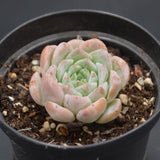 Echeveria Amazing Grace