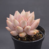 Pachyveria Dragonfly