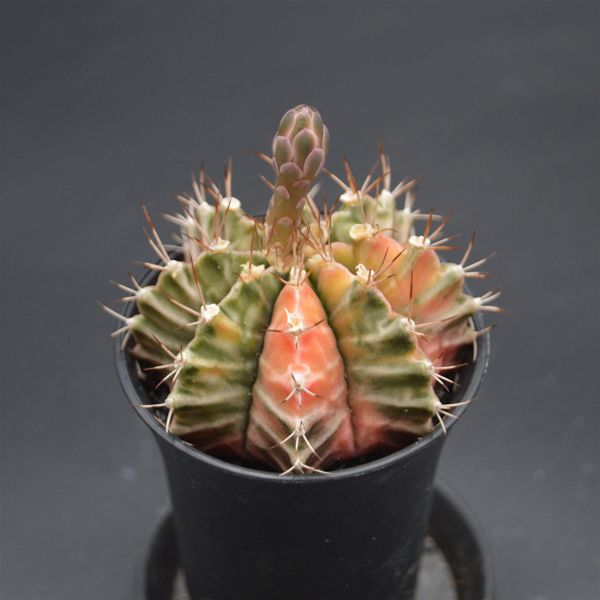 Gymnocalycium mihanovichii f. variegata
