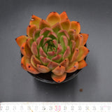 Echeveria agavoides Hybrid