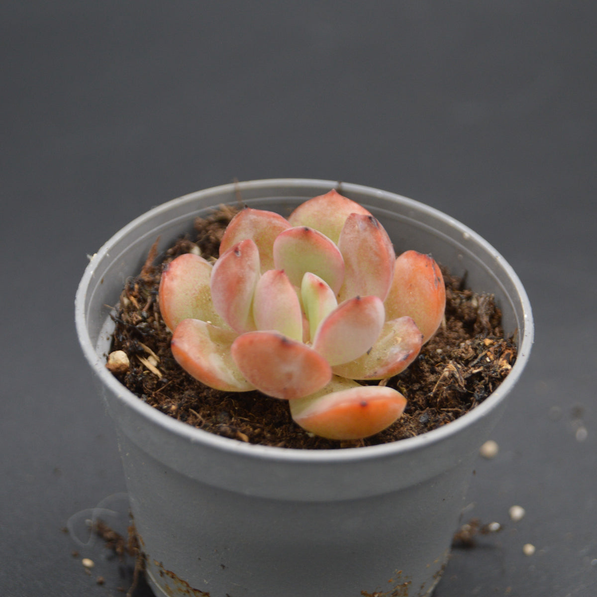 Graptoveria A Grim One
