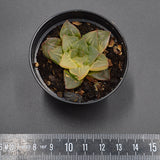 Haworthia magnifica f. variegata