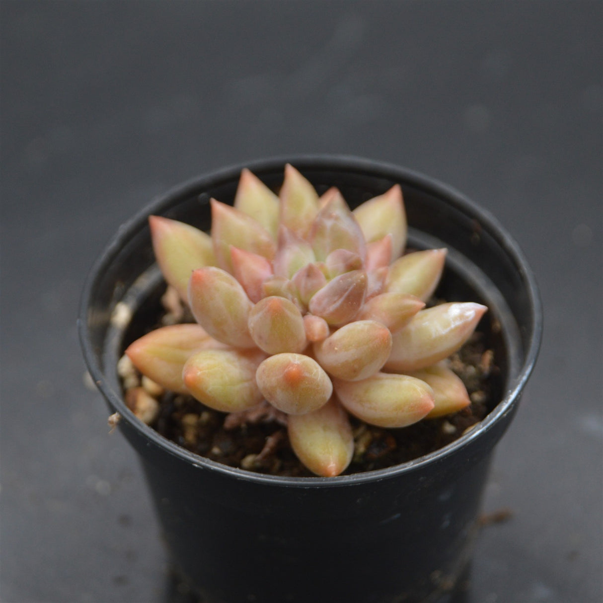 Pachyveria Dragonfly