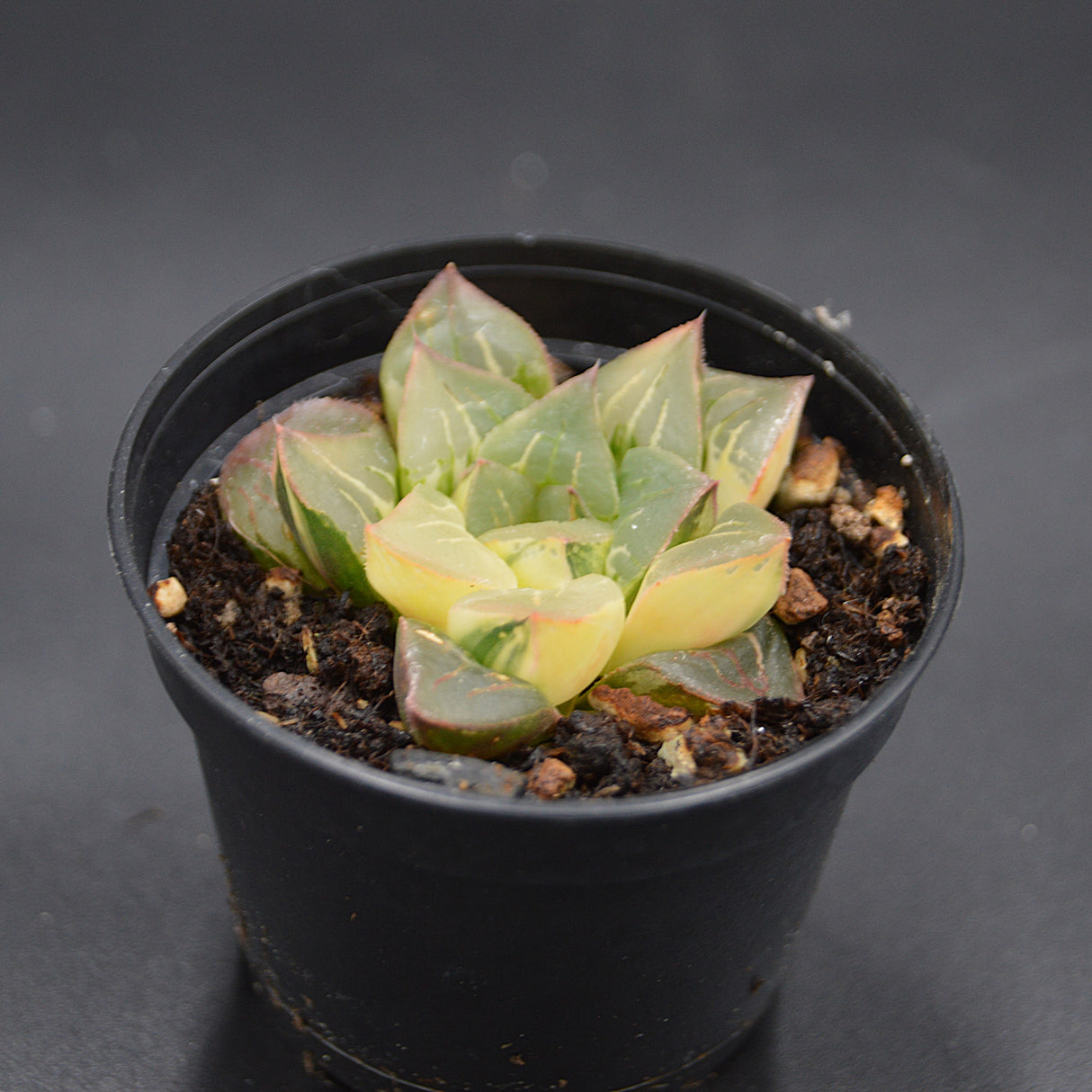 Haworthia magnifica f. variegata