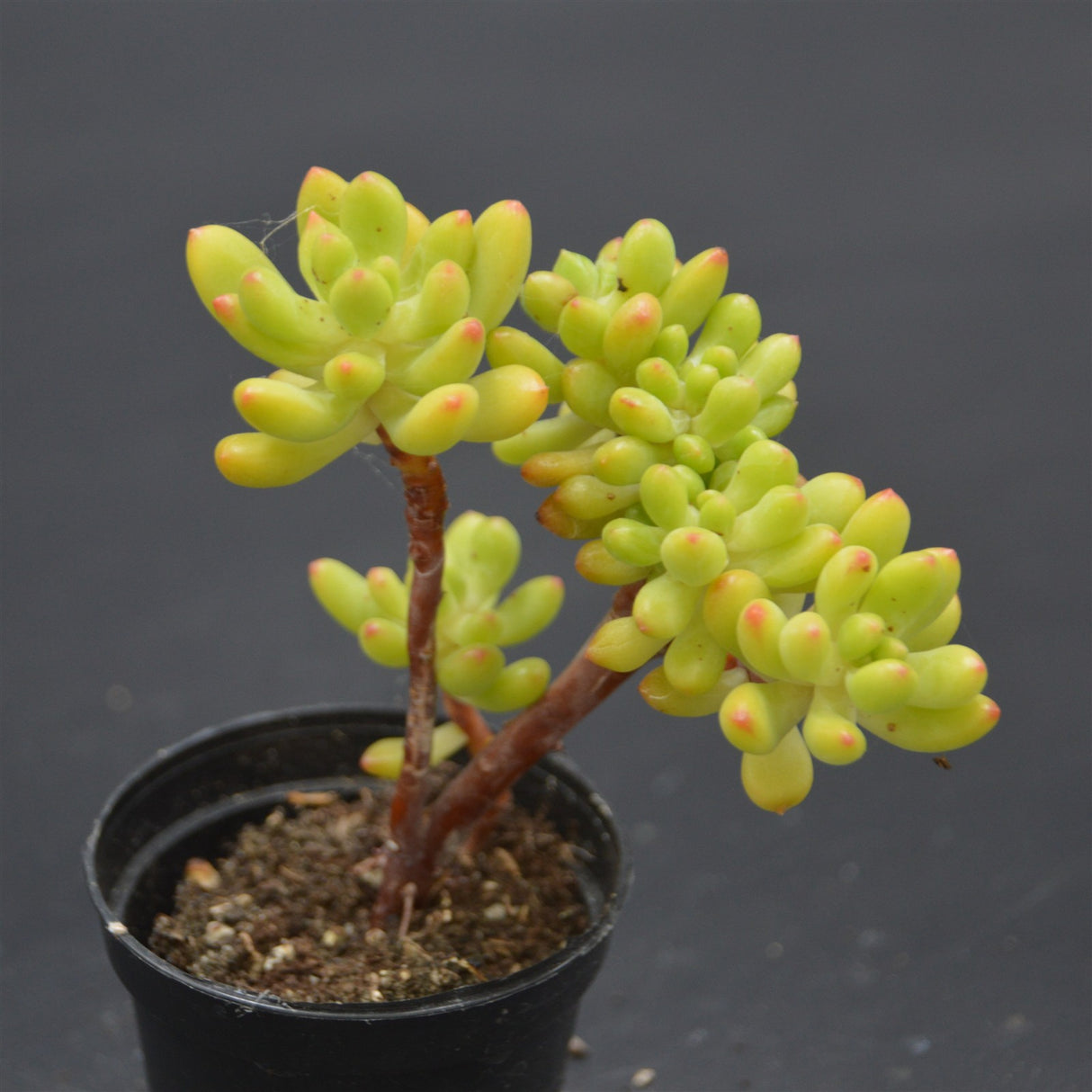 Sedum Alice Evans f. cristata