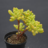 Sedum Alice Evans f. cristata