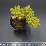 Sedum Alice Evans f. cristata