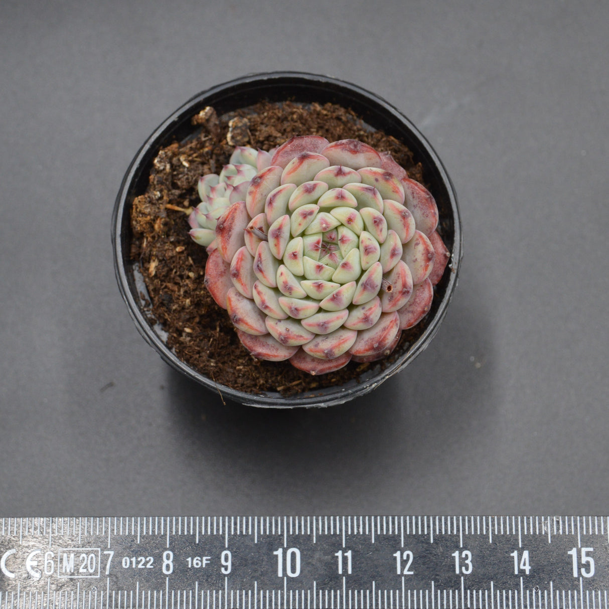 Echeveria Sarahime Botan