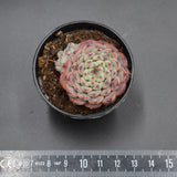 Echeveria Sarahime Botan