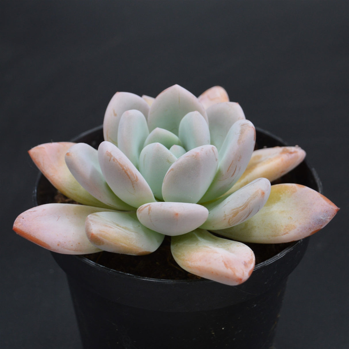 Graptoveria