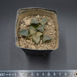 Haworthia bayeri
