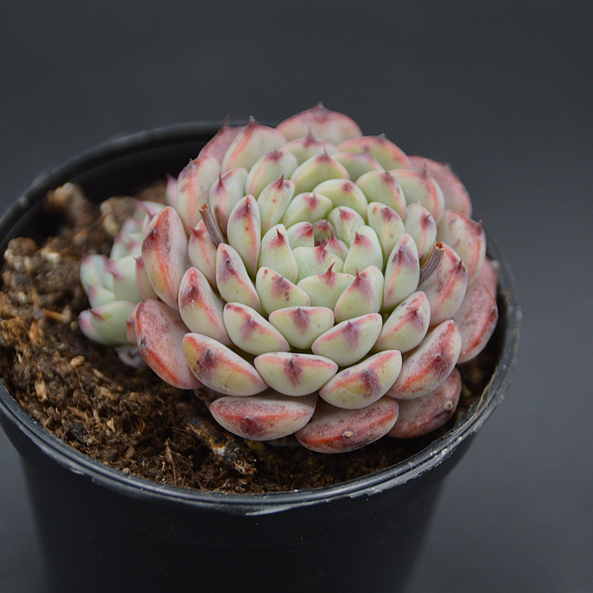 Echeveria Sarahime Botan