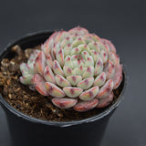 Echeveria Sarahime Botan
