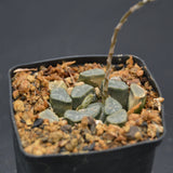Haworthia maughanii