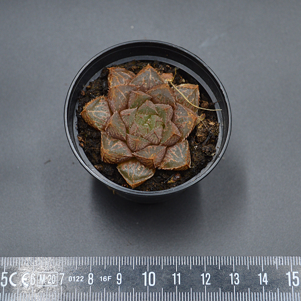 Haworthia Mirrorball