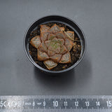 Haworthia Mirrorball