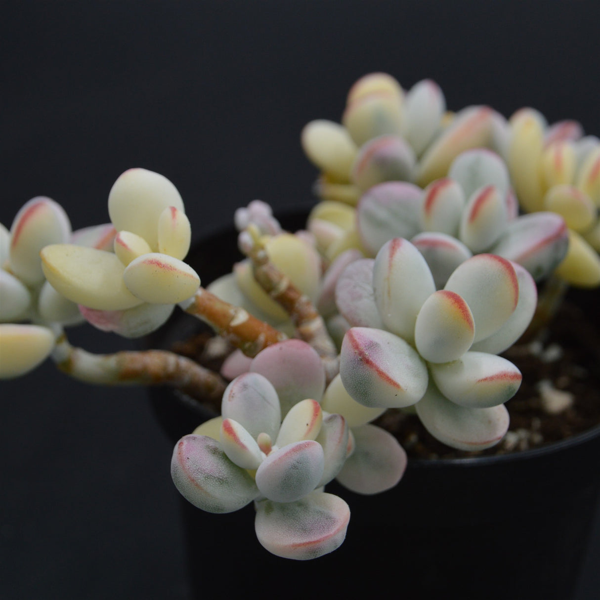 Cotyledon orbiculata f. variegata Cluster (Unicorn Plant)