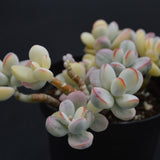 Cotyledon orbiculata f. variegata Cluster (Unicorn Plant)
