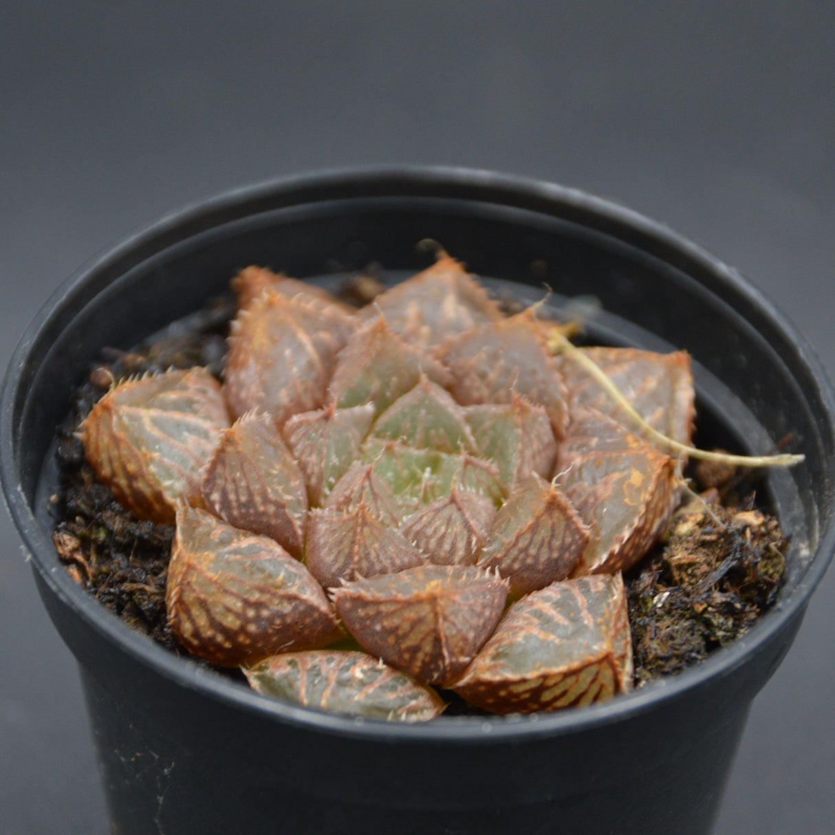 Haworthia Mirrorball