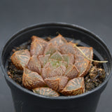 Haworthia Mirrorball