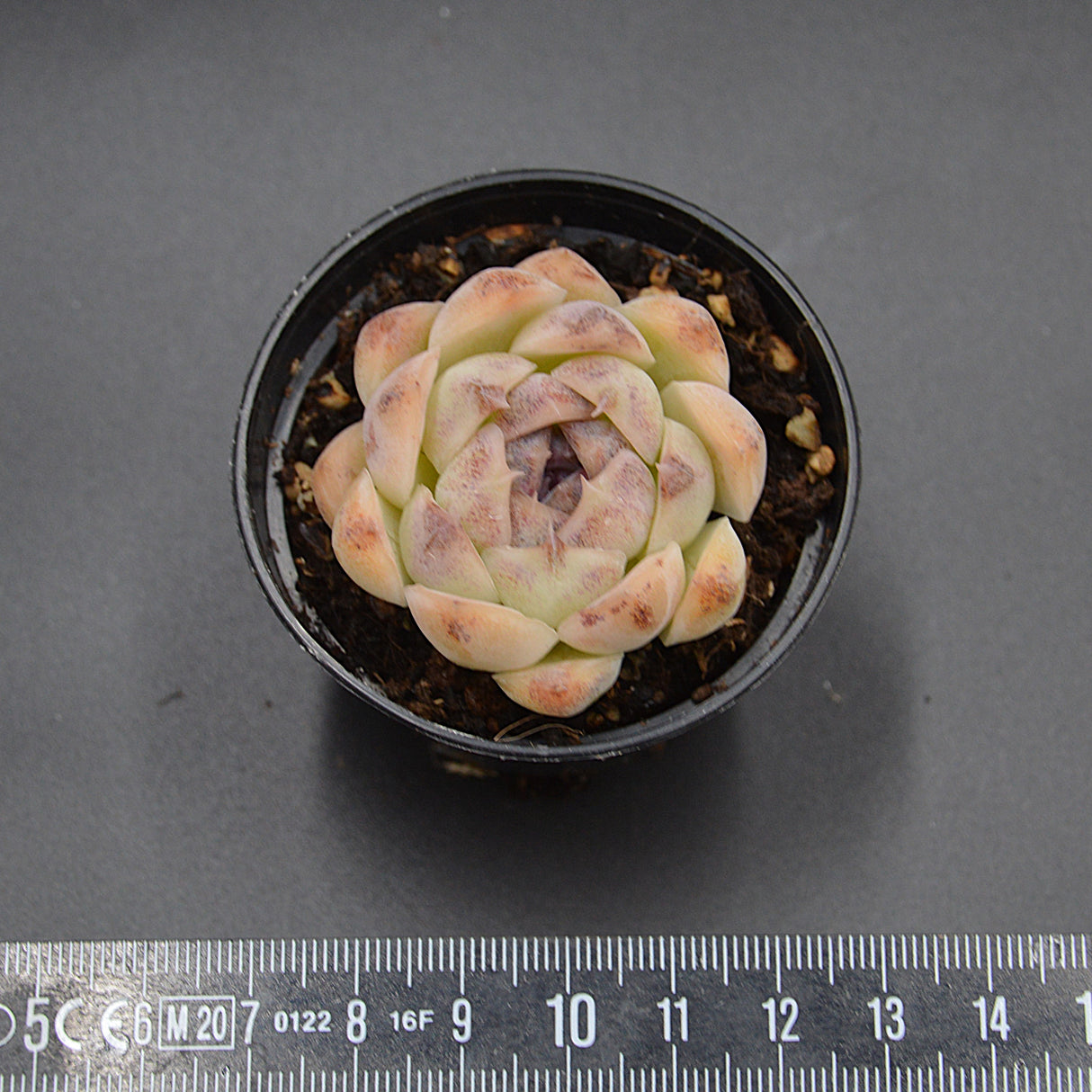 Echeveria Purple Rice