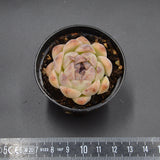 Echeveria Purple Rice