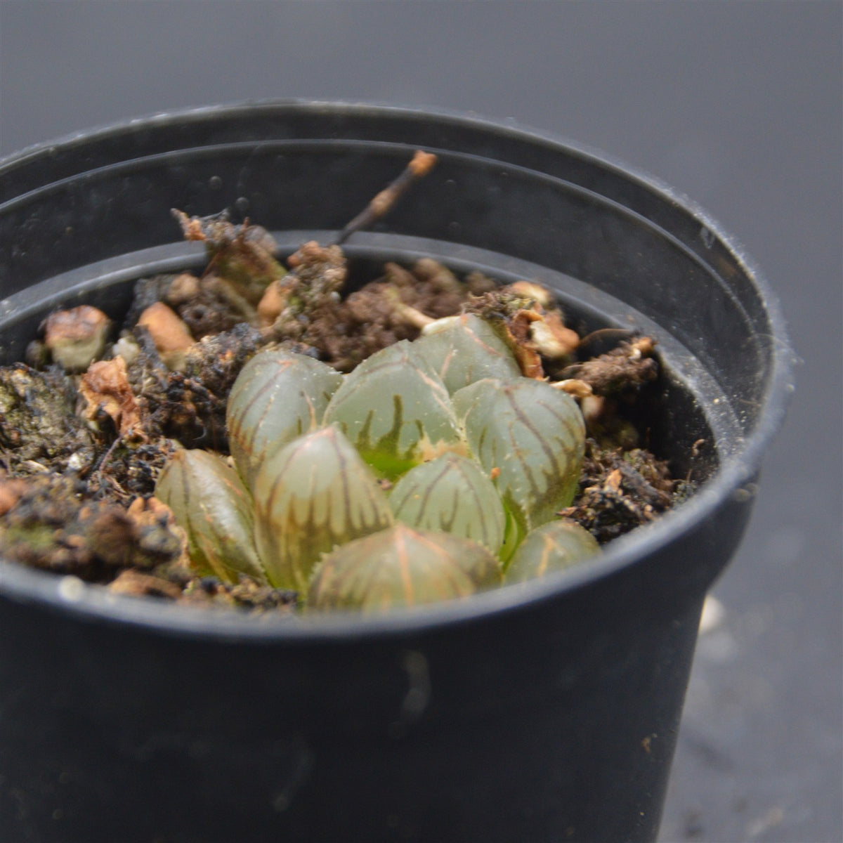 Hawothtia cooperi Om
