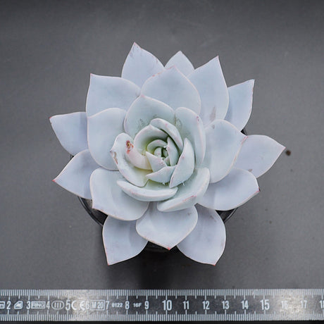 Echeveria strictiflora x laui