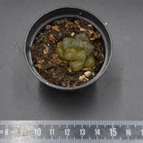 Hawothtia cooperi Om