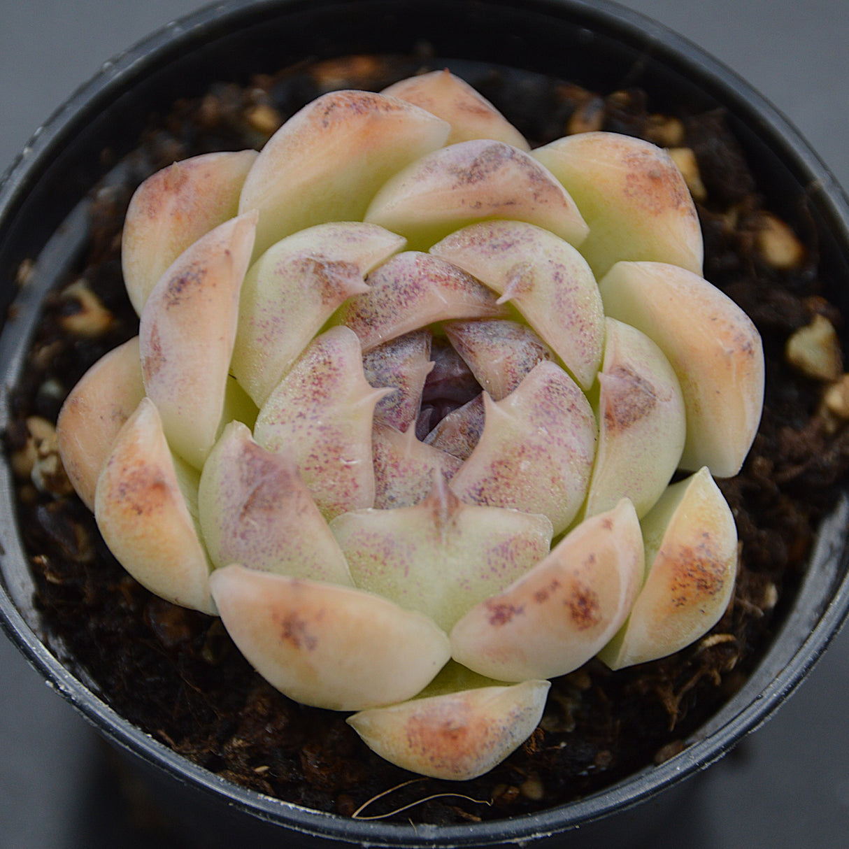 Echeveria Purple Rice