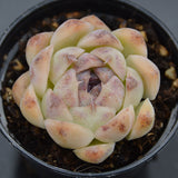 Echeveria Purple Rice