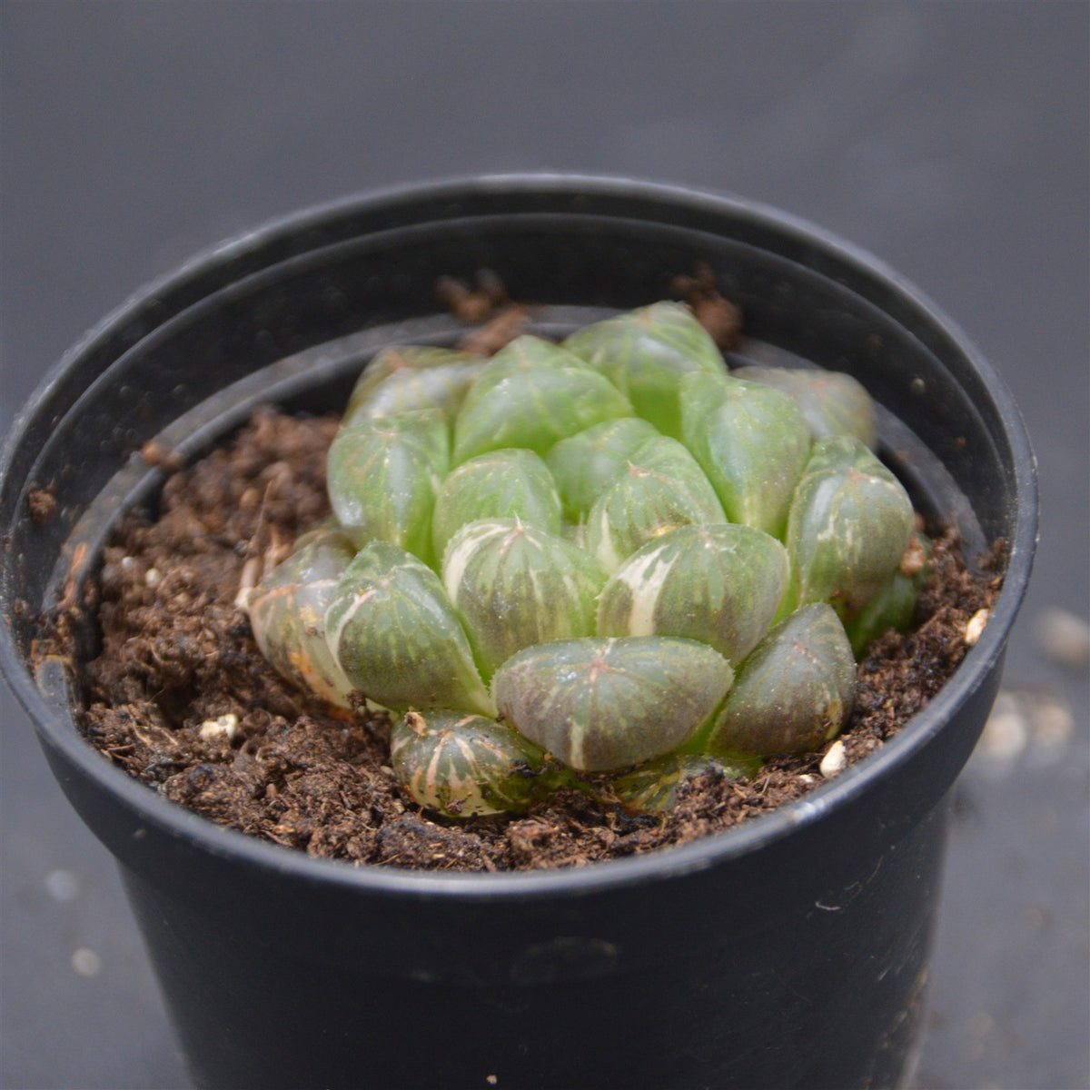 Haworthia Plastic Leather f. variegata