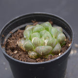 Haworthia Plastic Leather f. variegata