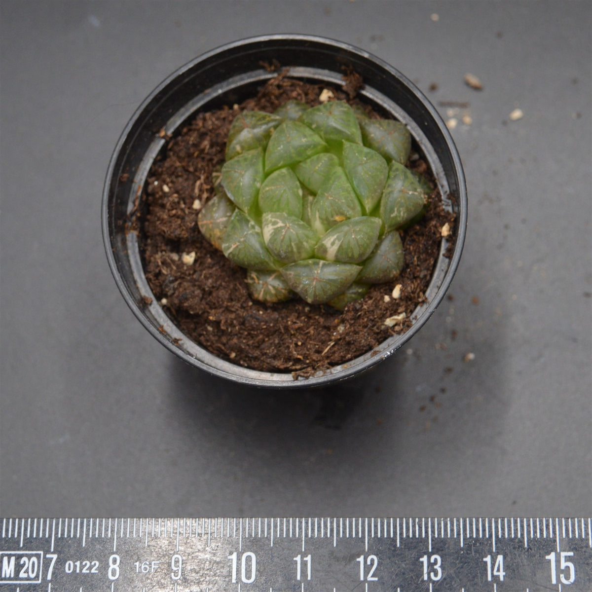 Haworthia Plastic Leather f. variegata