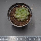 Haworthia Plastic Leather f. variegata