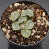 Haworthia Ice Snow