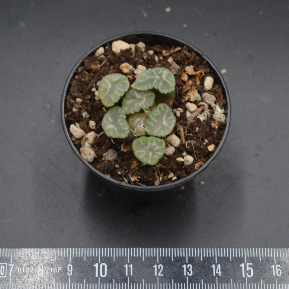Haworthia Ice Snow
