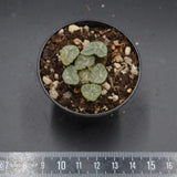 Haworthia Ice Snow