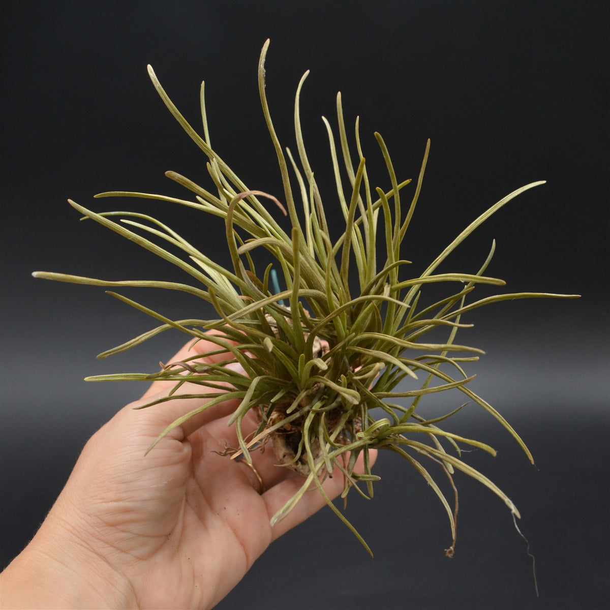 Tillandsia auf Kork zum Aufhängen