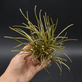 Tillandsia auf Kork zum Aufhängen