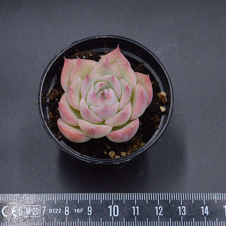 Echeveria Wraith