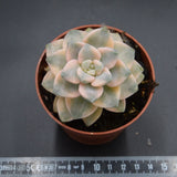 Graptoveria titubans f. variegata