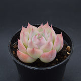 Echeveria Wraith