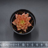 Echeveria Meteor Shower