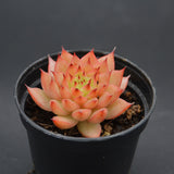 Echeveria Meteor Shower