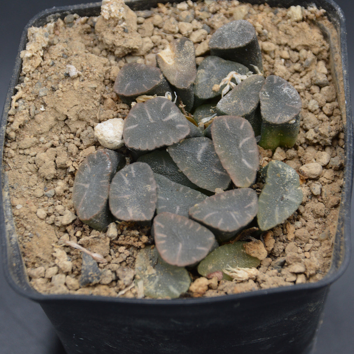 Haworthia maughanii