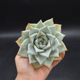 Echeveria colorata, Tapalpa Steckling XXL