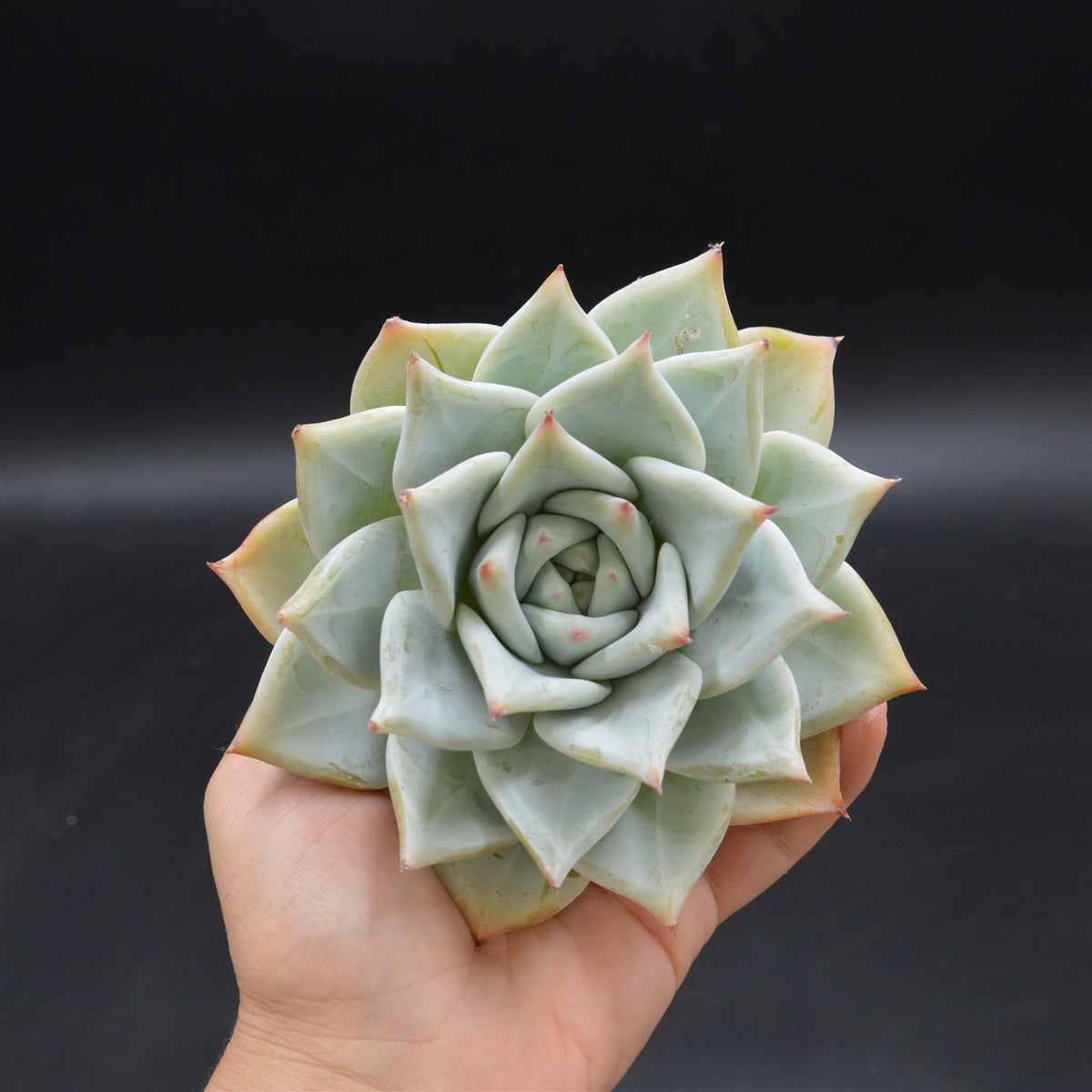 Echeveria colorata, Tapalpa Steckling XL