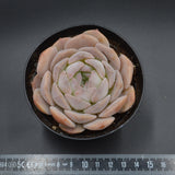 Echeveria Snow Tower